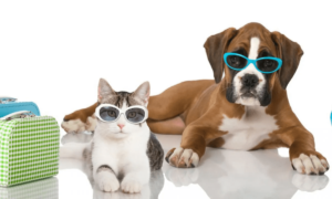 hoteles-en-villa-de-leyva-que-acepten-mascotas