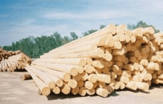 pilotes-de-madera-para-cimentaciones-profundas