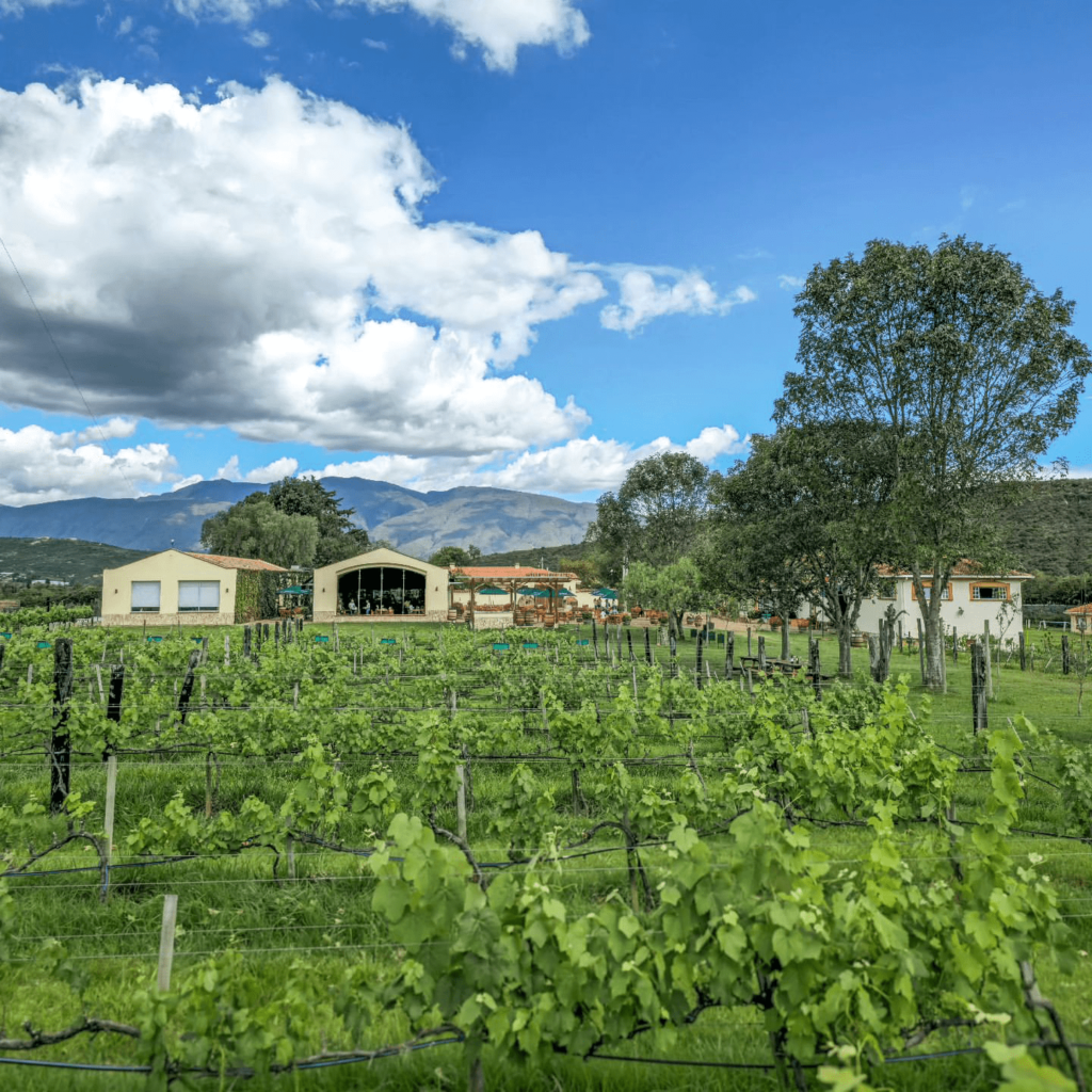 villa-de-leyva-viñedo