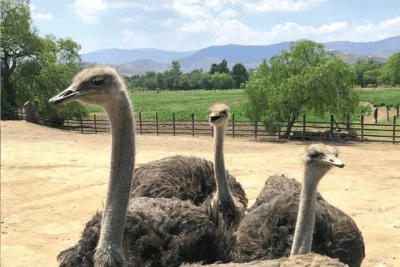 avestruces-villa-de-leyva