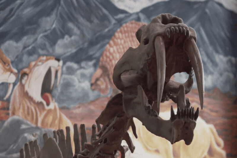 fosiles-en-villa-de-leyva