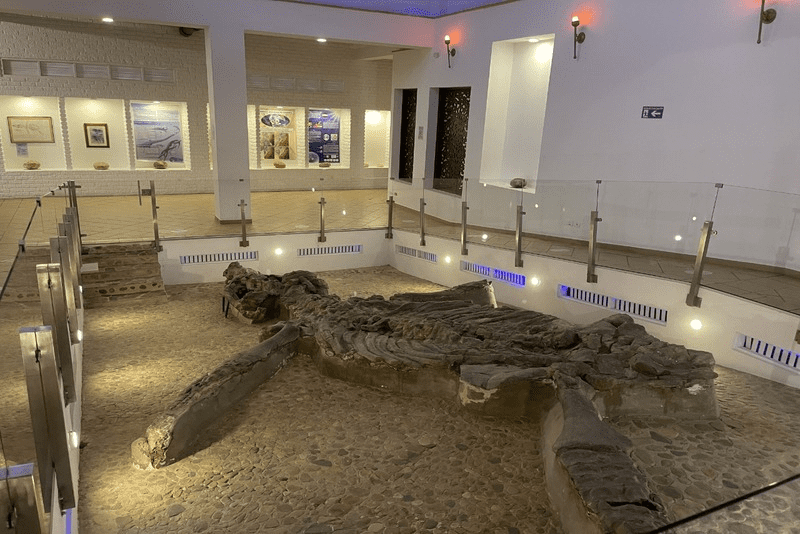 museo-el-fosil-villa-de-leyva